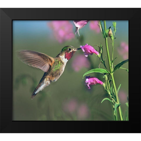 Broad Tailed Hummingbird at Penstemon Black Modern Wood Framed Art Print by Fitzharris, Tim