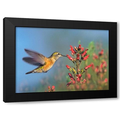 Rufous Hummingbird Black Modern Wood Framed Art Print with Double Matting by Fitzharris, Tim