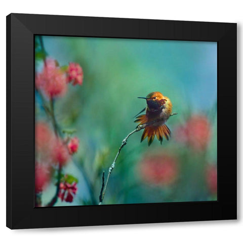 Rufous Hummingbird Sitting on Branch Black Modern Wood Framed Art Print by Fitzharris, Tim