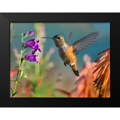 Broad Tailed Hummingbird Black Modern Wood Framed Art Print by Fitzharris, Tim