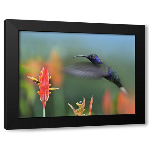Violet Sabrewing Hummingbird Black Modern Wood Framed Art Print by Fitzharris, Tim