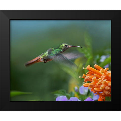 Rufous Tailed Hummingbird at Flame Vine Black Modern Wood Framed Art Print by Fitzharris, Tim