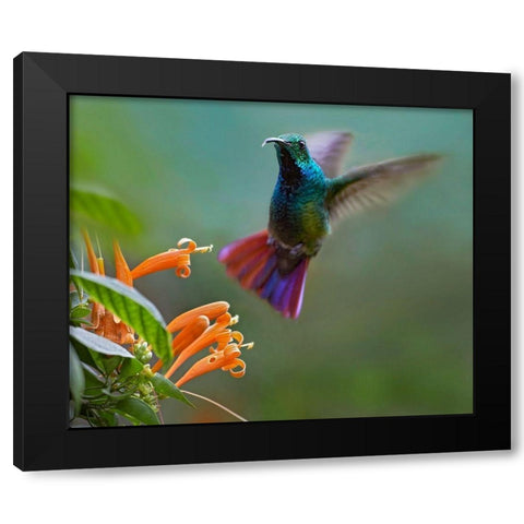 Green Breasted Mango Hummingbird at Flame Vine Black Modern Wood Framed Art Print with Double Matting by Fitzharris, Tim