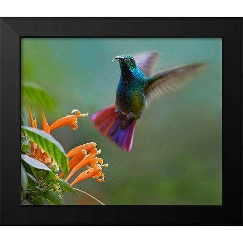 Green Breasted Mango Hummingbird at Flame Vine Black Modern Wood Framed Art Print by Fitzharris, Tim