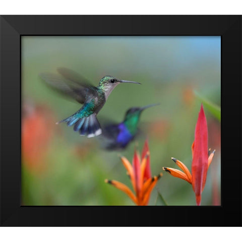 Crowned Woodnymph Hummingbirds Black Modern Wood Framed Art Print by Fitzharris, Tim