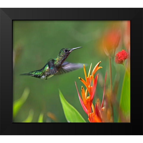 White Necked Jacobin Hummingbird Female Black Modern Wood Framed Art Print by Fitzharris, Tim