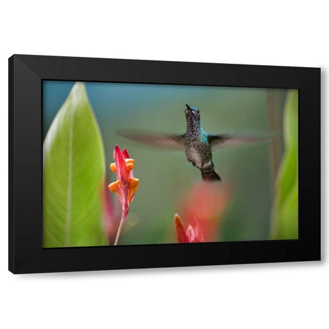 White Necked Jacobin Hummingbird Female Black Modern Wood Framed Art Print with Double Matting by Fitzharris, Tim