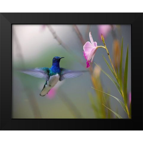White Necked Jacobin Hummingbird Black Modern Wood Framed Art Print by Fitzharris, Tim