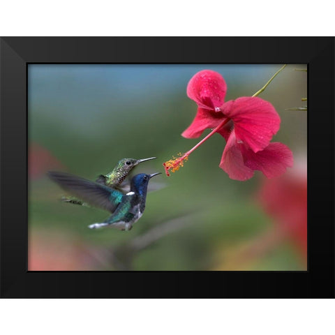 White Necked Jacobin Hummingbirds at Hibiscus Black Modern Wood Framed Art Print by Fitzharris, Tim