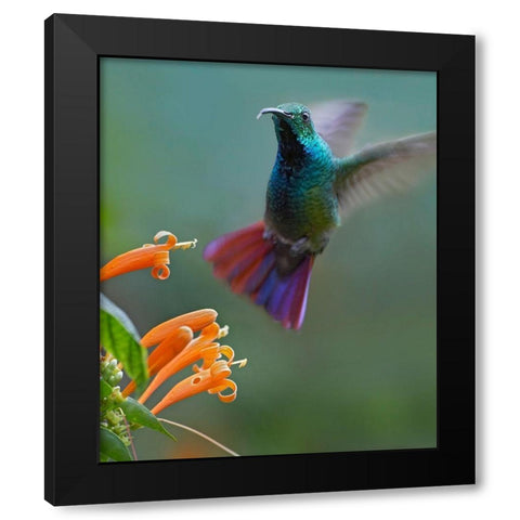 Green Breasted Mango Hummingbird at Flame Vine Black Modern Wood Framed Art Print by Fitzharris, Tim