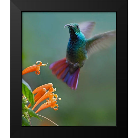 Green Breasted Mango Hummingbird at Flame Vine Black Modern Wood Framed Art Print by Fitzharris, Tim