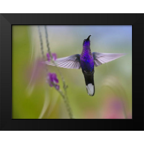 Violet Sabrewing Hummingbird Black Modern Wood Framed Art Print by Fitzharris, Tim