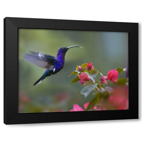 Violet Sabrewing Hummingbird Black Modern Wood Framed Art Print by Fitzharris, Tim