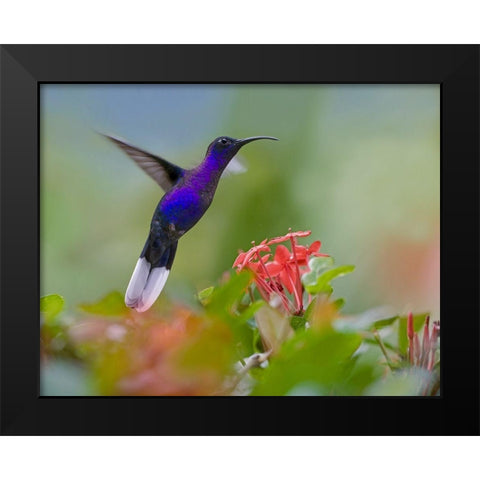 Violet Sabrewing Hummingbird Black Modern Wood Framed Art Print by Fitzharris, Tim