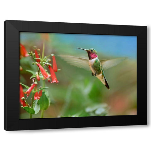 Broad Tailed Hummingbird at Scarlet Bugler Penstemon Black Modern Wood Framed Art Print by Fitzharris, Tim