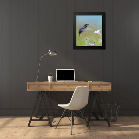 Green Hermit Hummingbird  Black Modern Wood Framed Art Print by Fitzharris, Tim