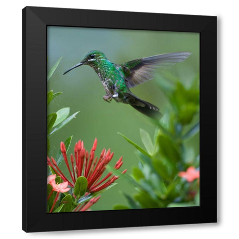 Green Crowned Brilliant Hummingbird Black Modern Wood Framed Art Print by Fitzharris, Tim