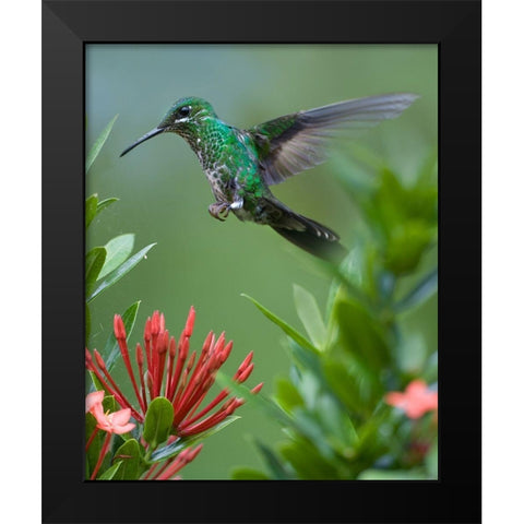 Green Crowned Brilliant Hummingbird Black Modern Wood Framed Art Print by Fitzharris, Tim