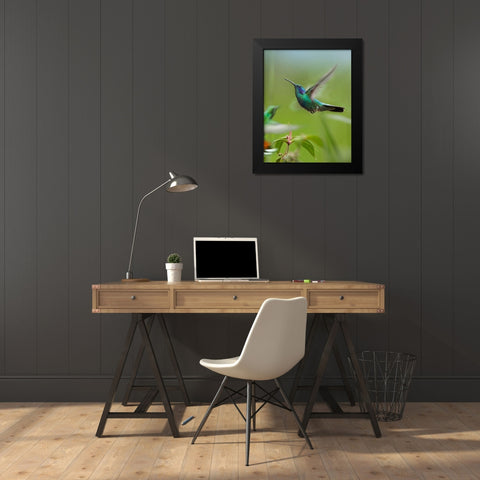 Green Violet Ear and Green Breasted Mango Hummingbirds Black Modern Wood Framed Art Print by Fitzharris, Tim
