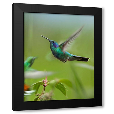 Green Violet Ear and Green Breasted Mango Hummingbirds Black Modern Wood Framed Art Print by Fitzharris, Tim