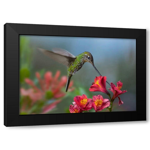Sword Billed Hummingbird Black Modern Wood Framed Art Print with Double Matting by Fitzharris, Tim