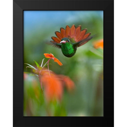 Rufous Tailed Hummingbird Black Modern Wood Framed Art Print by Fitzharris, Tim