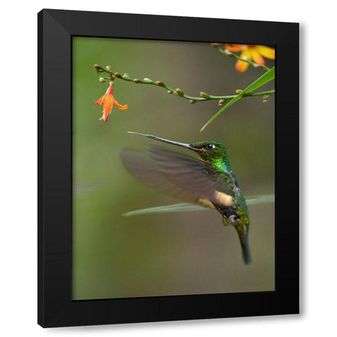 Buff Winged Starfrontlet Hummingbirds Black Modern Wood Framed Art Print by Fitzharris, Tim