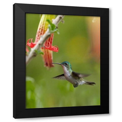 Andean Emerald Hummingbird Black Modern Wood Framed Art Print with Double Matting by Fitzharris, Tim