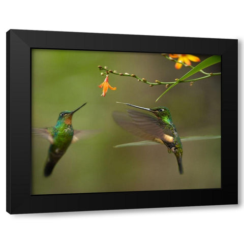 Buff Winged Starfrongtlet Hummingbirds Black Modern Wood Framed Art Print with Double Matting by Fitzharris, Tim