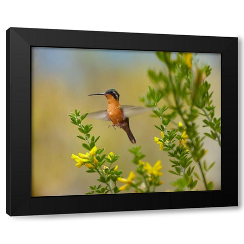 Gray Tailed Mountain-Gem Hummingbird Black Modern Wood Framed Art Print with Double Matting by Fitzharris, Tim
