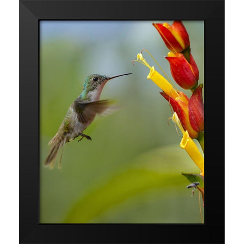 Andean Emerald Humming Bird Black Modern Wood Framed Art Print by Fitzharris, Tim