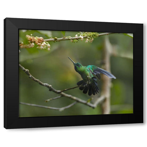 Green-Crowned Brillinat Hummingbird Black Modern Wood Framed Art Print by Fitzharris, Tim