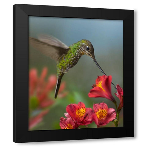 Sword-Billed Hummingbird Black Modern Wood Framed Art Print with Double Matting by Fitzharris, Tim