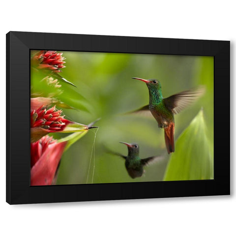Rufous Tailed Hummingbirds Black Modern Wood Framed Art Print by Fitzharris, Tim