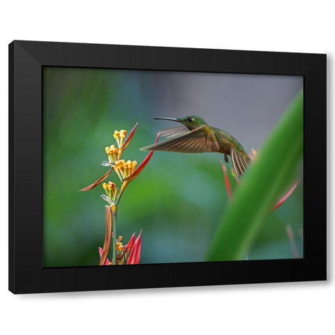 Fawn Breasted Brilliant Hummingbird Black Modern Wood Framed Art Print with Double Matting by Fitzharris, Tim