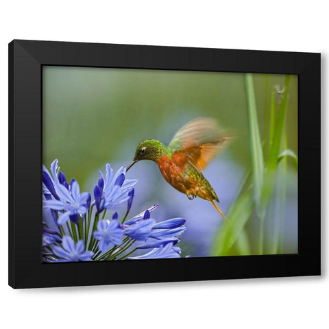 Chestnut Breasted Coronet Hummingbird Black Modern Wood Framed Art Print with Double Matting by Fitzharris, Tim