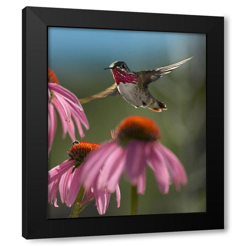 Calliope Hummingbird at Purple Coneflowers Black Modern Wood Framed Art Print with Double Matting by Fitzharris, Tim
