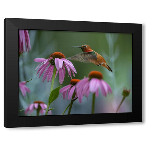 Rufous Hummingbird among Purple Coneflowers Black Modern Wood Framed Art Print by Fitzharris, Tim