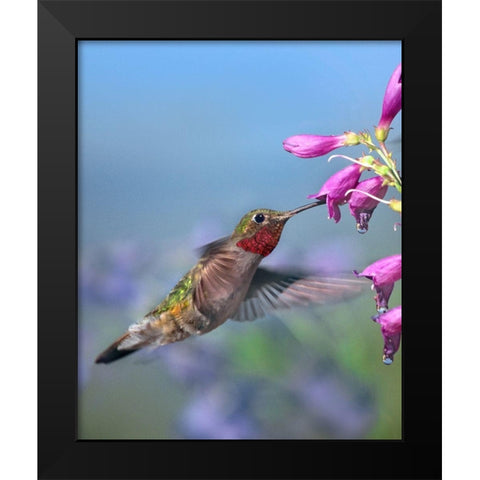 Broad Tailed Hummingbird Black Modern Wood Framed Art Print by Fitzharris, Tim