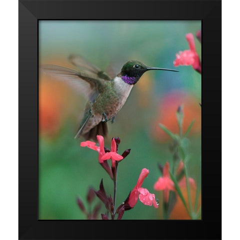 Black Chinned Hummingbird Black Modern Wood Framed Art Print by Fitzharris, Tim