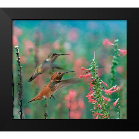 Rufous Hummingbird and Broad Tailed Hummingbird Black Modern Wood Framed Art Print by Fitzharris, Tim