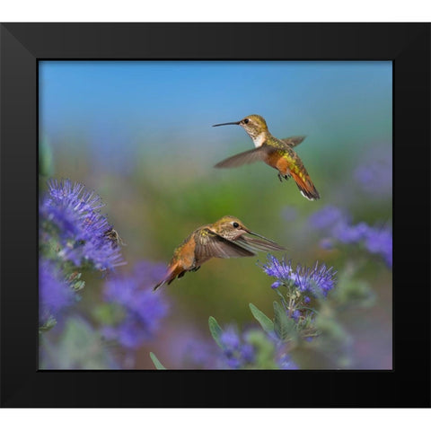 Broad Tailed Hummingbirds Black Modern Wood Framed Art Print by Fitzharris, Tim