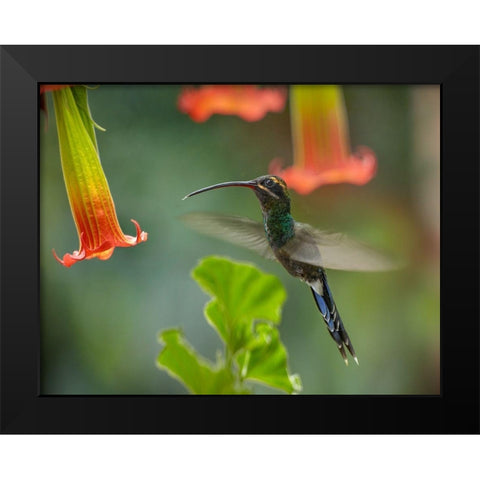 Green Hermit Hummingbird Black Modern Wood Framed Art Print by Fitzharris, Tim