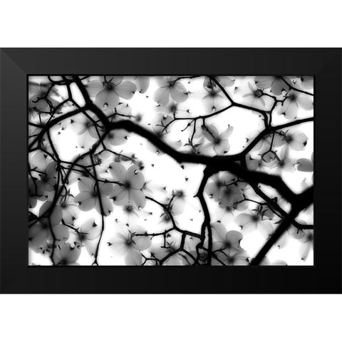 Dogwood Black Modern Wood Framed Art Print by Wright, Sarah