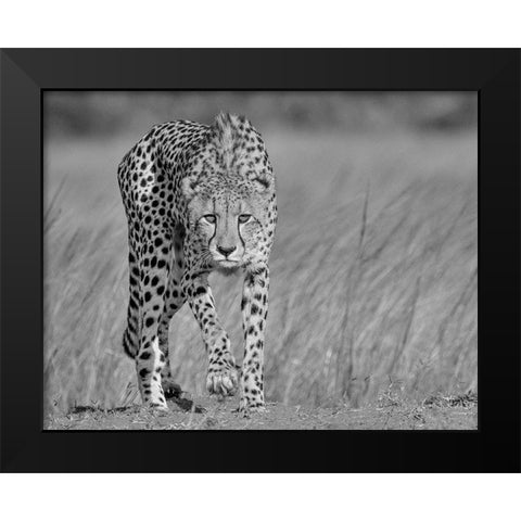 Focused predator Black Modern Wood Framed Art Print by Marx, Jaco
