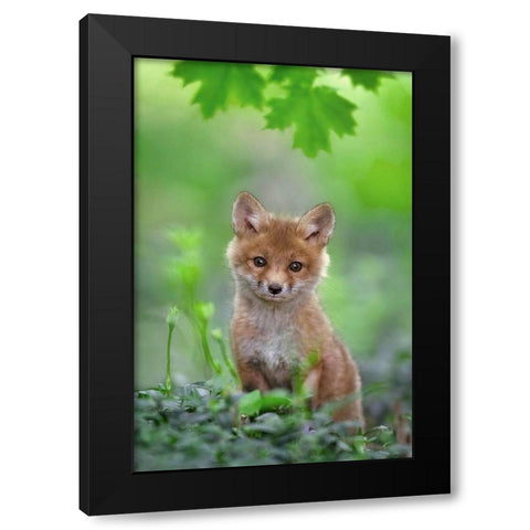 Red Fox Pup Black Modern Wood Framed Art Print with Double Matting by Kalathas, Nick