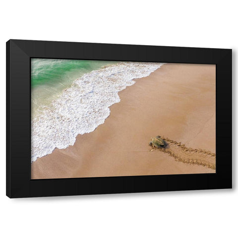 Turtle Season Black Modern Wood Framed Art Print with Double Matting by AL Farsi, Haitham
