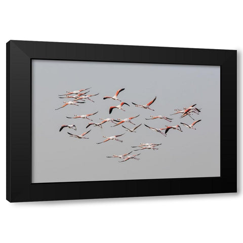 Greater Flamingos in flight Black Modern Wood Framed Art Print by Rublina, Natalia