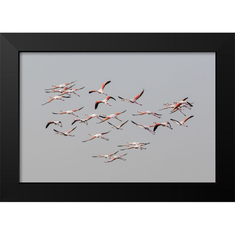 Greater Flamingos in flight Black Modern Wood Framed Art Print by Rublina, Natalia