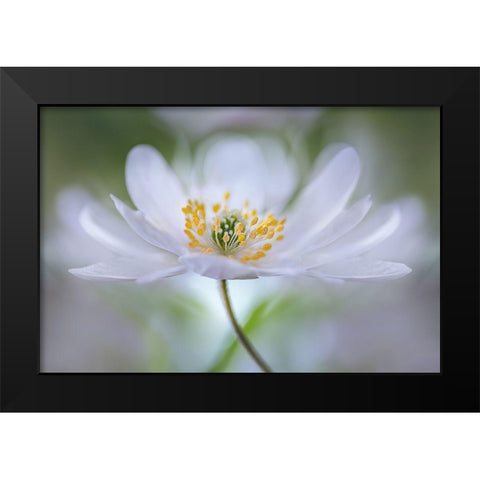 Nemorosa Nirvana Black Modern Wood Framed Art Print by Disher, Mandy